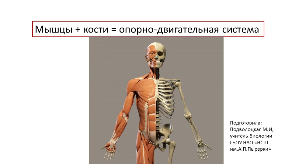 Презентация по биологии "Опорно-двигательная система" (8 класс) - Учебники, Презентации и Подготовка к Экзаменам для Школьников на Klass-Uchebnik.com