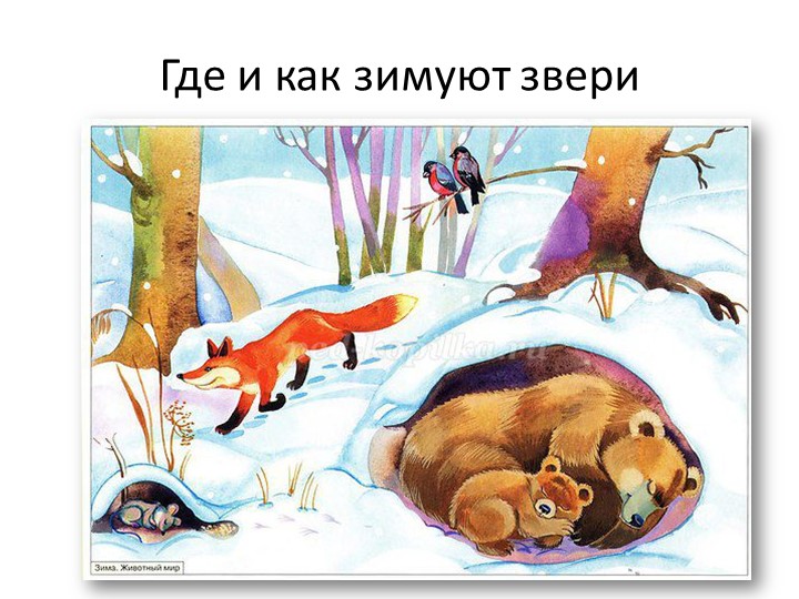 Презентация "Где и как зимуют звери" - Учебники, Презентации и Подготовка к Экзаменам для Школьников на Klass-Uchebnik.com