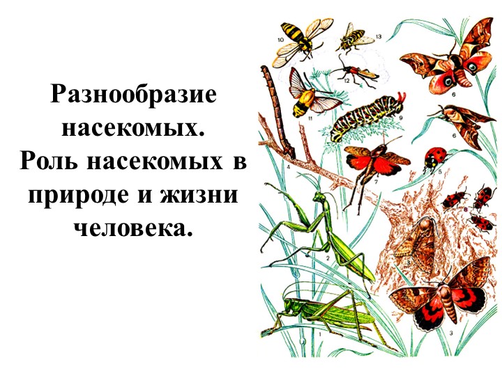 Презентация по теме "Разнообразие и роль насекомых" - Учебники, Презентации и Подготовка к Экзаменам для Школьников на Klass-Uchebnik.com