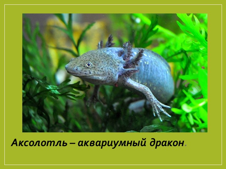 Презентация проектной работы "Аксолотль" - Учебники, Презентации и Подготовка к Экзаменам для Школьников на Klass-Uchebnik.com