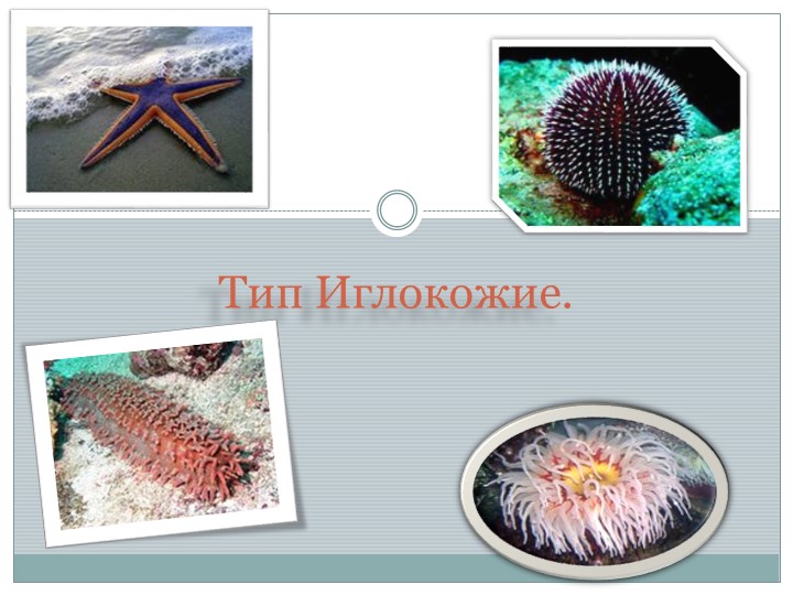 Презентация по биологии на тему "Иглокожие" (7 класс) - Учебники, Презентации и Подготовка к Экзаменам для Школьников на Klass-Uchebnik.com