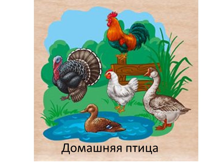 Презентация по Сельскохозяйственному труду к теме "Домашняя птица" - Учебники, Презентации и Подготовка к Экзаменам для Школьников на Klass-Uchebnik.com