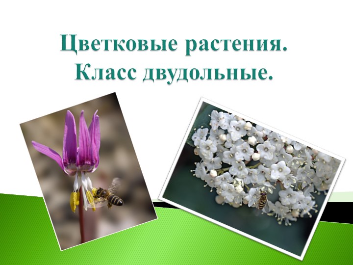 Презентация "Двудольные (цветковые) растения" - Учебники, Презентации и Подготовка к Экзаменам для Школьников на Klass-Uchebnik.com