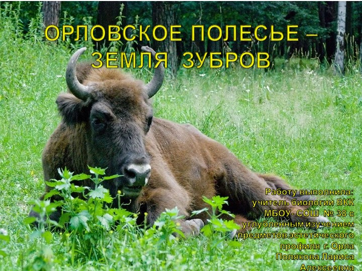Презентация по биологии: "Орловское полесье - земля зубров" - Учебники, Презентации и Подготовка к Экзаменам для Школьников на Klass-Uchebnik.com