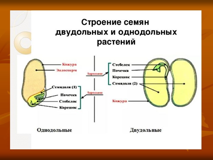 Презентация к уроку "Прорастание семян" 6 класс - Учебники, Презентации и Подготовка к Экзаменам для Школьников на Klass-Uchebnik.com