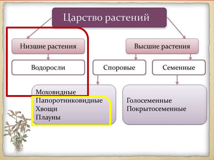 Презентация к уроку "Общая характеристика папоротникообразных. Усложнения в сравнении с мохообразными" - Учебники, Презентации и Подготовка к Экзаменам для Школьников на Klass-Uchebnik.com