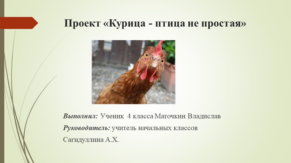 Проект по окружающему миру: "Курица-птица не простая" Учебники, Презентации и Подготовка к Экзаменам для Школьников на Klass-Uchebnik.com