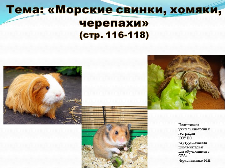 Презентация по природоведению на тему "Морские свинки, хомяки, черепахи" (6 класс) Учебники, Презентации и Подготовка к Экзаменам для Школьников на Klass-Uchebnik.com