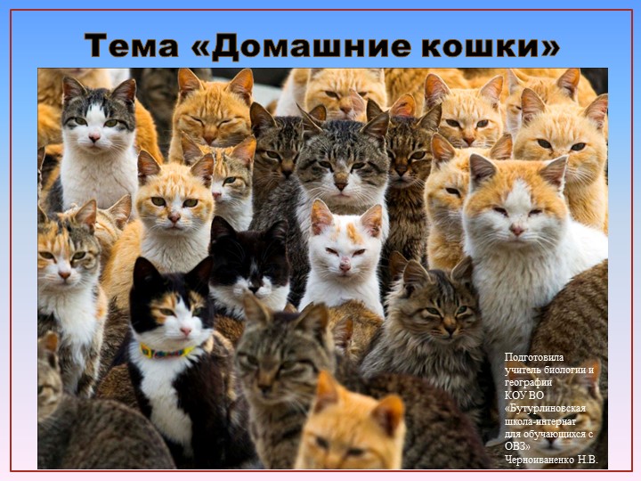 Презентация по природоведению на тему "Домашние кошки" (6 класс) Учебники, Презентации и Подготовка к Экзаменам для Школьников на Klass-Uchebnik.com