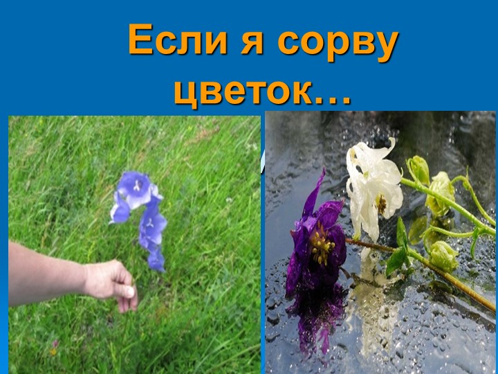 Презентация на тему «Береги и люби природу» - Учебники, Презентации и Подготовка к Экзаменам для Школьников на Klass-Uchebnik.com