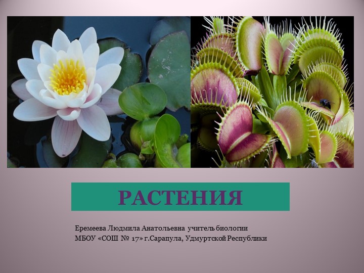 Презентация по биологии на тему "Разнообразие растений" ( 5 класс) - Учебники, Презентации и Подготовка к Экзаменам для Школьников на Klass-Uchebnik.com