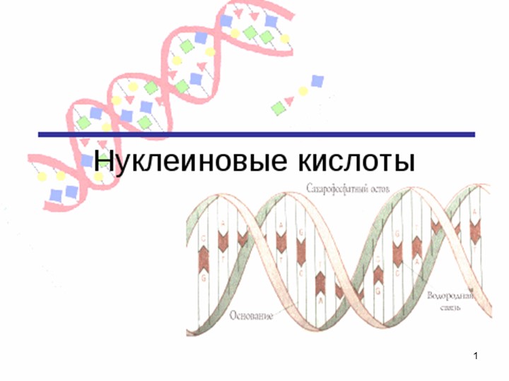 Презентация по химии на тему "Нуклеиновые кислоты" (1 курс) - Учебники, Презентации и Подготовка к Экзаменам для Школьников на Klass-Uchebnik.com