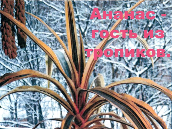 Презентация. " Ананас - гость из тропиков" - Учебники, Презентации и Подготовка к Экзаменам для Школьников на Klass-Uchebnik.com