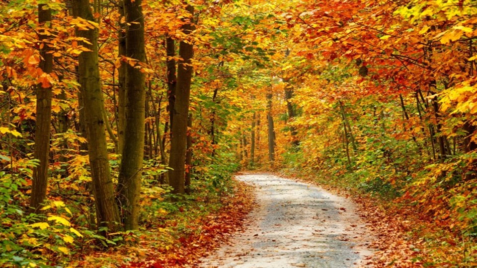 Презентация к внеклассному мероприятию "В гости к осени" Учебники, Презентации и Подготовка к Экзаменам для Школьников на Klass-Uchebnik.com