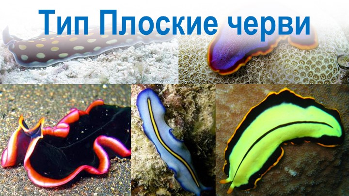 Презентация по биологии на тему "Ти Плоские черви" (7 класс) - Учебники, Презентации и Подготовка к Экзаменам для Школьников на Klass-Uchebnik.com