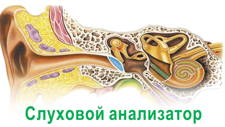 Презентация по биологии на тему "Слуховой анализатор" (9 класс) - Учебники, Презентации и Подготовка к Экзаменам для Школьников на Klass-Uchebnik.com