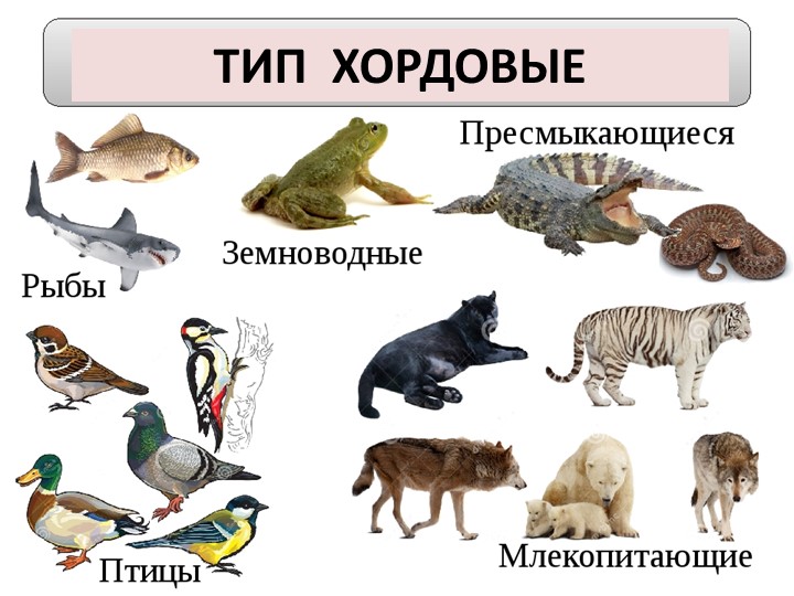 "Класс Млекопитающие. Особенности строения и жизнедеятельности" - Учебники, Презентации и Подготовка к Экзаменам для Школьников на Klass-Uchebnik.com