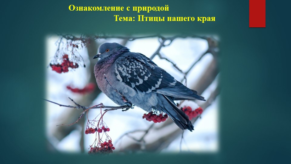 Презентация для старших дошкольников к занятию по ознакомлению с природой: "Птицы нашего края" Учебники, Презентации и Подготовка к Экзаменам для Школьников на Klass-Uchebnik.com