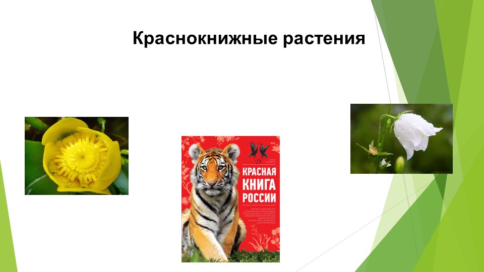Презентация на тему: "Краснокнижные растения" - Учебники, Презентации и Подготовка к Экзаменам для Школьников на Klass-Uchebnik.com