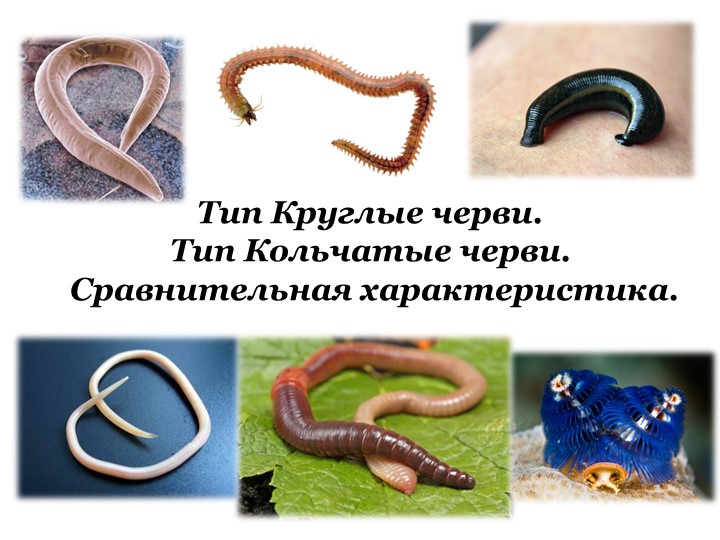 Презентация "Тип Круглые Черви. Тип Кольчатые черви. Сравнительная характеристика". - Учебники, Презентации и Подготовка к Экзаменам для Школьников на Klass-Uchebnik.com