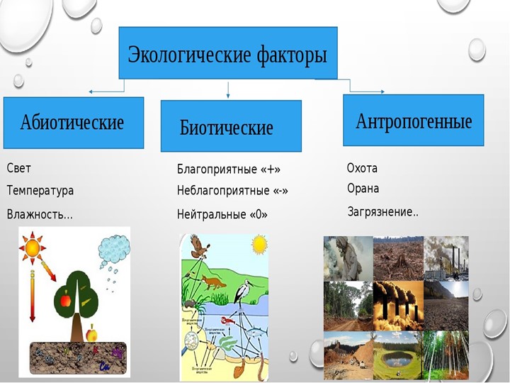 Влияние хозяйственной деятельности человека на рост и развитие растений - Учебники, Презентации и Подготовка к Экзаменам для Школьников на Klass-Uchebnik.com