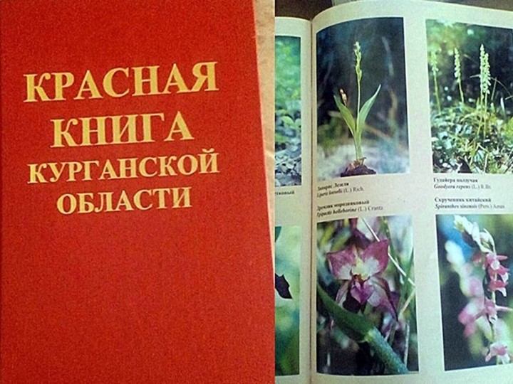 "Растения и животные из Красной Книги Курганской области". - Учебники, Презентации и Подготовка к Экзаменам для Школьников на Klass-Uchebnik.com