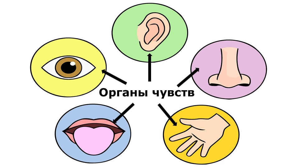 Презентация по окружающему миру на тему "Органы чувств" (3 класс) Учебники, Презентации и Подготовка к Экзаменам для Школьников на Klass-Uchebnik.com