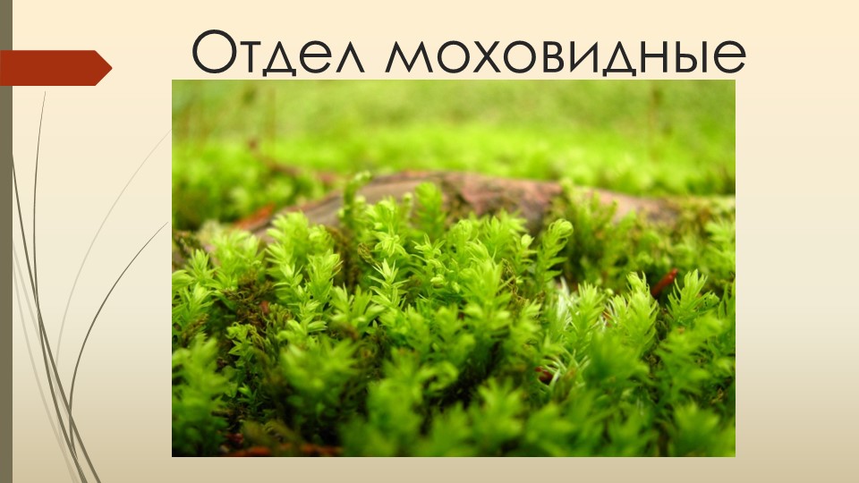 Презентация по биологии 6 класс Тема МХИ Учебники, Презентации и Подготовка к Экзаменам для Школьников на Klass-Uchebnik.com