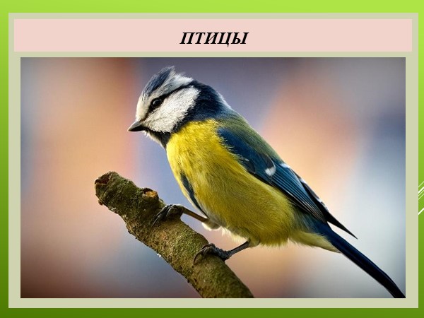 Презентация по природоведению на тему "Птицы" (5 класс, для ОО, реализующих АООП) - Учебники, Презентации и Подготовка к Экзаменам для Школьников на Klass-Uchebnik.com