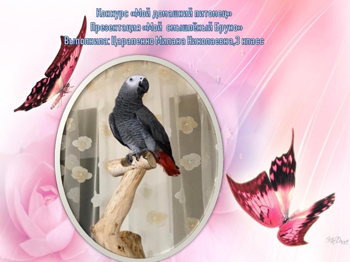 Презентация "Мой домашний питомец" - Учебники, Презентации и Подготовка к Экзаменам для Школьников на Klass-Uchebnik.com