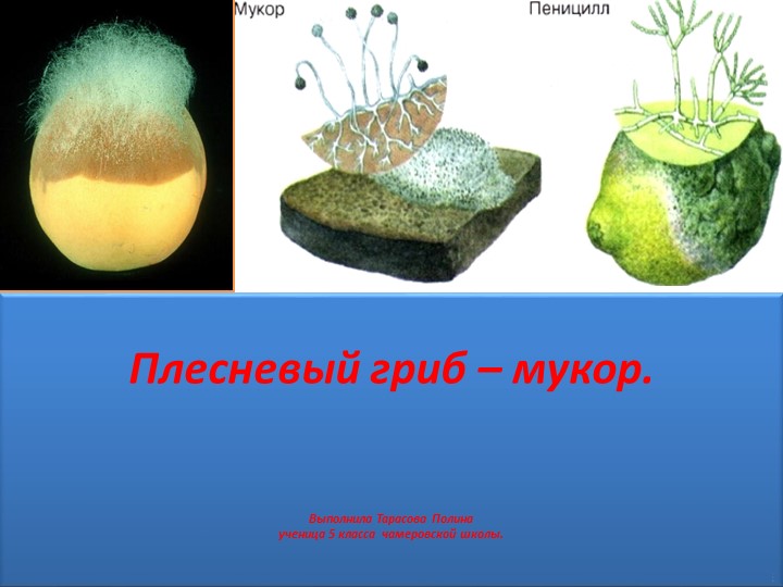 Презентация по биологии на тему "Выращивание плесневого гриба мукора" Учебники, Презентации и Подготовка к Экзаменам для Школьников на Klass-Uchebnik.com