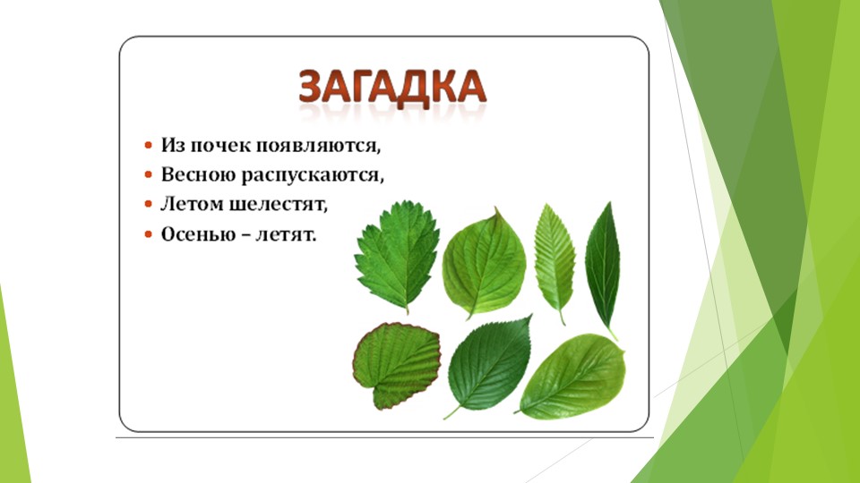Презентация по биологии на тему "Лист. Внешнее строение" (6 класс) Учебники, Презентации и Подготовка к Экзаменам для Школьников на Klass-Uchebnik.com