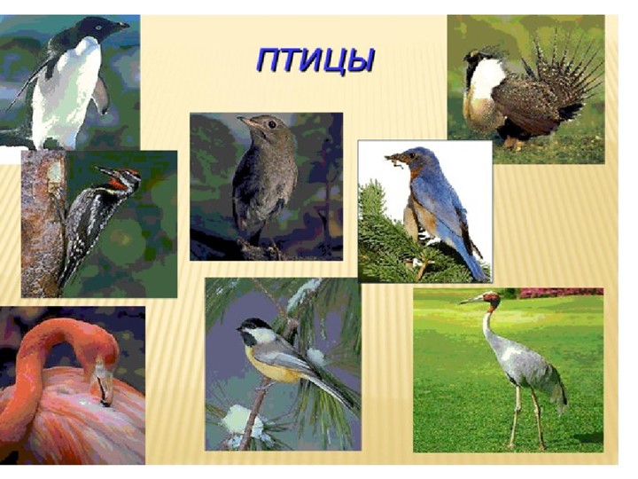 Презентация по окружающему миру "Птицы" - Учебники, Презентации и Подготовка к Экзаменам для Школьников на Klass-Uchebnik.com