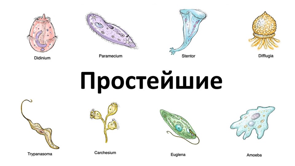 Презентация "Подцарство Простейшие или Одноклеточные животные" - Учебники, Презентации и Подготовка к Экзаменам для Школьников на Klass-Uchebnik.com
