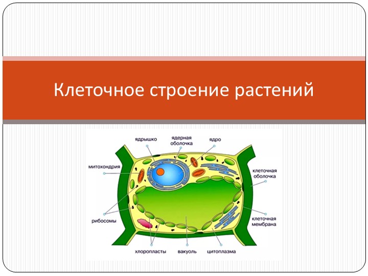 Презентация "Клеточное строение растений" - Учебники, Презентации и Подготовка к Экзаменам для Школьников на Klass-Uchebnik.com