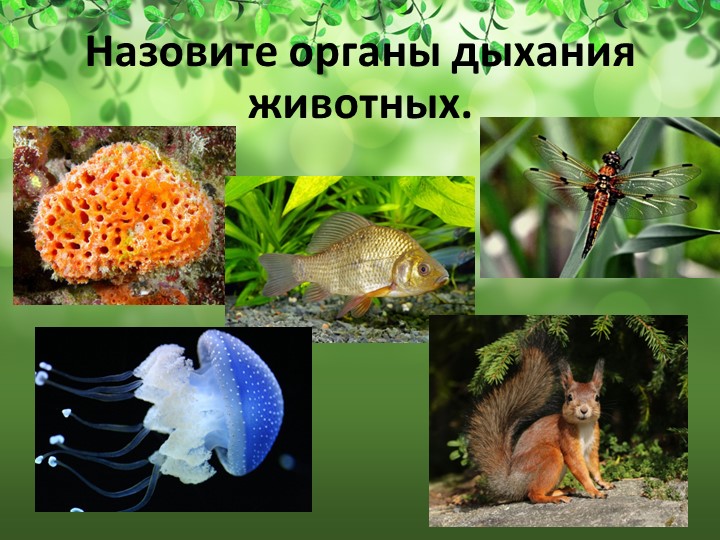 Презентация на тему "Передвижение веществ у растений" Учебники, Презентации и Подготовка к Экзаменам для Школьников на Klass-Uchebnik.com