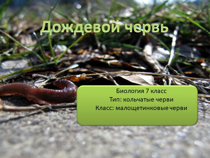 Презентация по теме урока биология 7 класс "Общая характеристика дождевого червя. Лабораторная работа №2 "Изучение внешнего строения дождевого червя" - Учебники, Презентации и Подготовка к Экзаменам для Школьников на Klass-Uchebnik.com