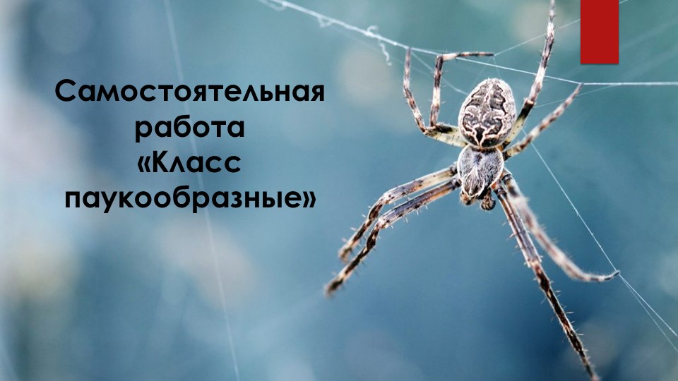 Самостоятельная работа по биологии на тему "Класс Паукообразные" (7 класс) - Учебники, Презентации и Подготовка к Экзаменам для Школьников на Klass-Uchebnik.com
