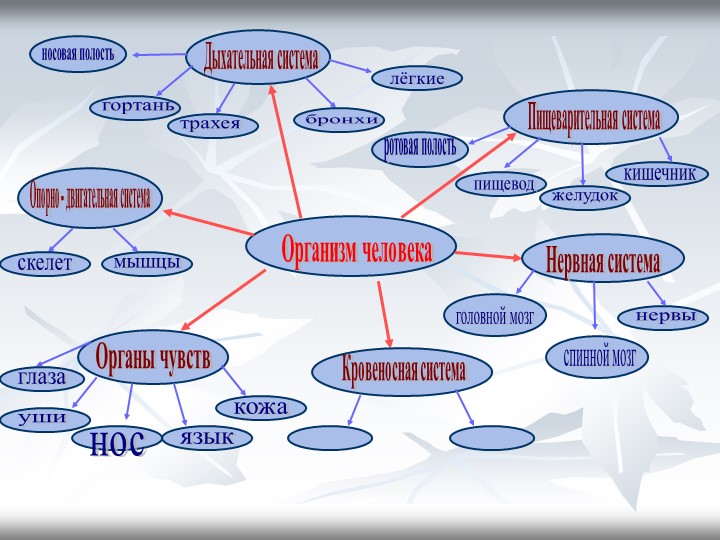 Презентация по предмету : Окружающий мир. Тема : Кровеносная система" - Учебники, Презентации и Подготовка к Экзаменам для Школьников на Klass-Uchebnik.com