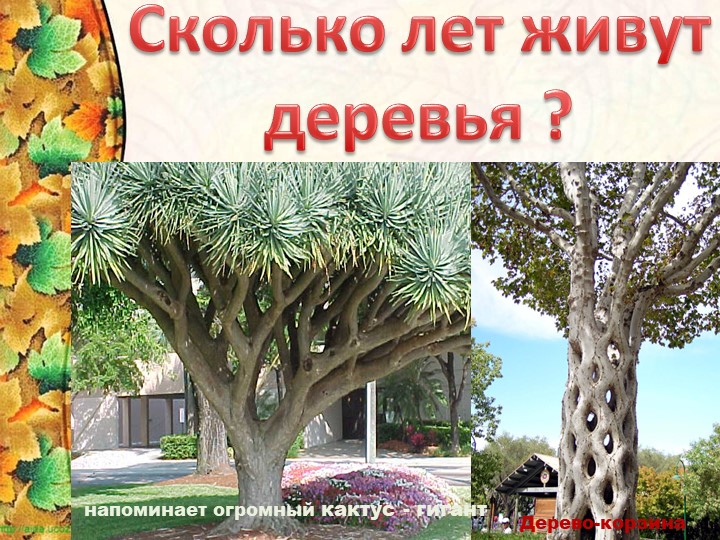 Презентация "Сколько лет живут деревья" Учебники, Презентации и Подготовка к Экзаменам для Школьников на Klass-Uchebnik.com