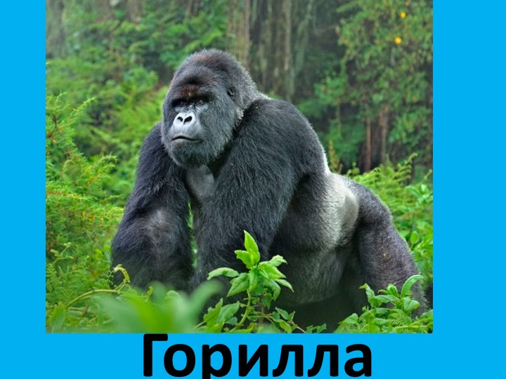 Презентация по внеурочной деятельности "Горилла" Учебники, Презентации и Подготовка к Экзаменам для Школьников на Klass-Uchebnik.com