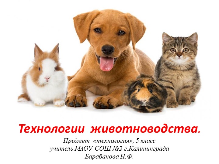Презентация по технологии "Животноводство" (6 класс) - Учебники, Презентации и Подготовка к Экзаменам для Школьников на Klass-Uchebnik.com