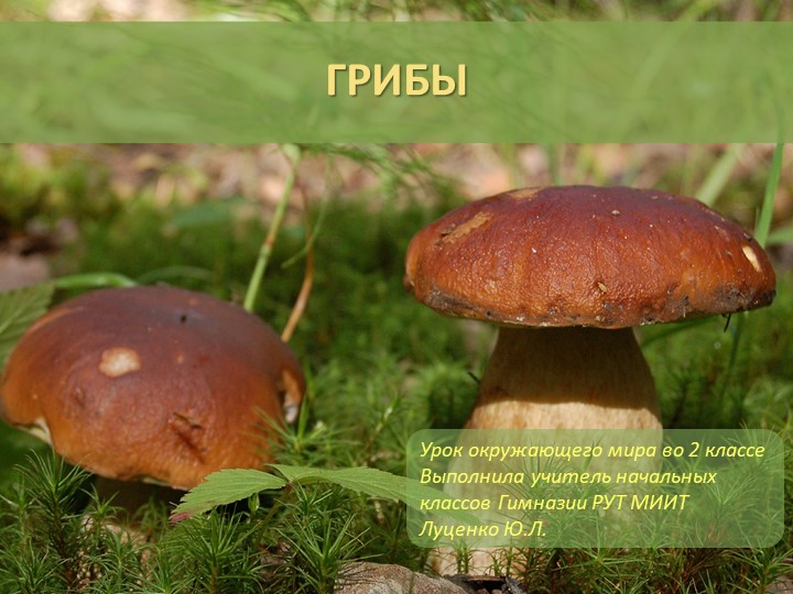 Презентация по окружающему миру на тему "Грибы" (2 класс) - Учебники, Презентации и Подготовка к Экзаменам для Школьников на Klass-Uchebnik.com