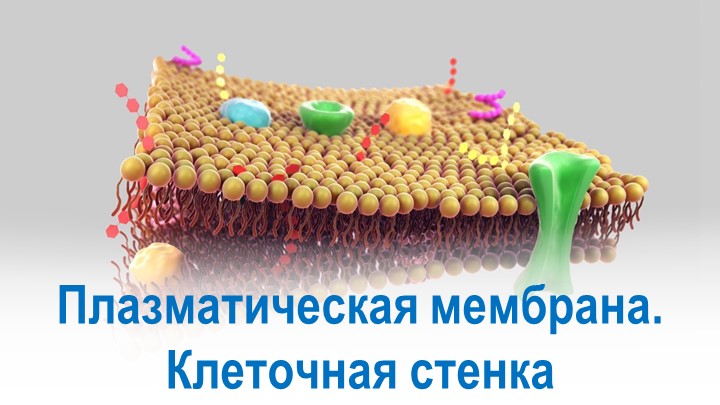 Презентация по биологии на тему "Плазматическая мембрана. Клеточная стенка" (10 класс) - Учебники, Презентации и Подготовка к Экзаменам для Школьников на Klass-Uchebnik.com
