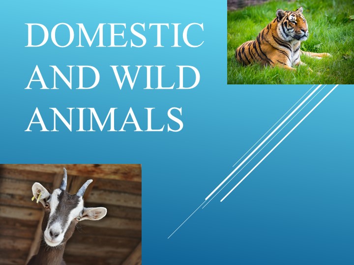 Презентация по теме "Домашние и дикие животные на английском языке" - Учебники, Презентации и Подготовка к Экзаменам для Школьников на Klass-Uchebnik.com