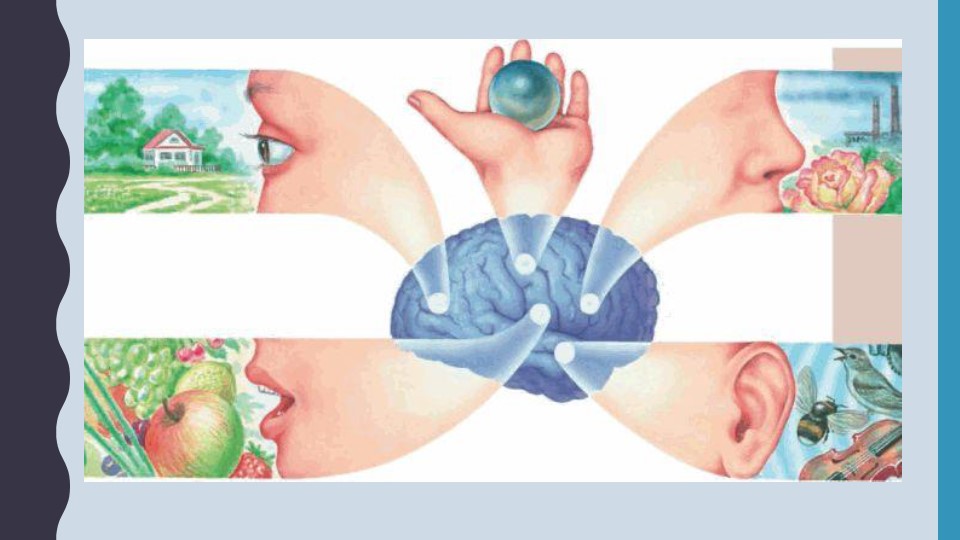 Презентация "Анализаторы. Зрительный анализатор. Строение и функции глаза" - Учебники, Презентации и Подготовка к Экзаменам для Школьников на Klass-Uchebnik.com