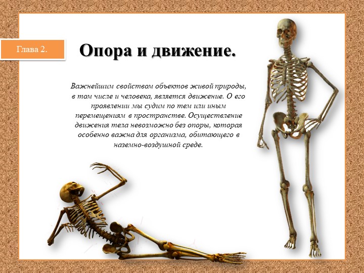 Презентация по биологии на тему: "Опорно-двигательная система. Состав, строение и рост костей" Учебники, Презентации и Подготовка к Экзаменам для Школьников на Klass-Uchebnik.com