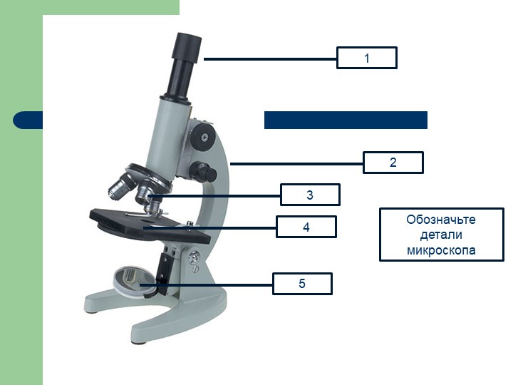 Презентация "Строение клетки" 5 класс - Учебники, Презентации и Подготовка к Экзаменам для Школьников на Klass-Uchebnik.com
