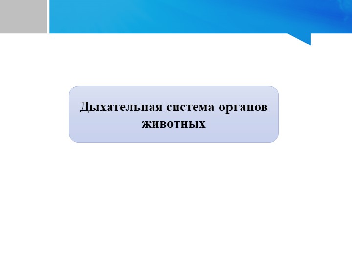Дыхательная система животных организмов - Учебники, Презентации и Подготовка к Экзаменам для Школьников на Klass-Uchebnik.com