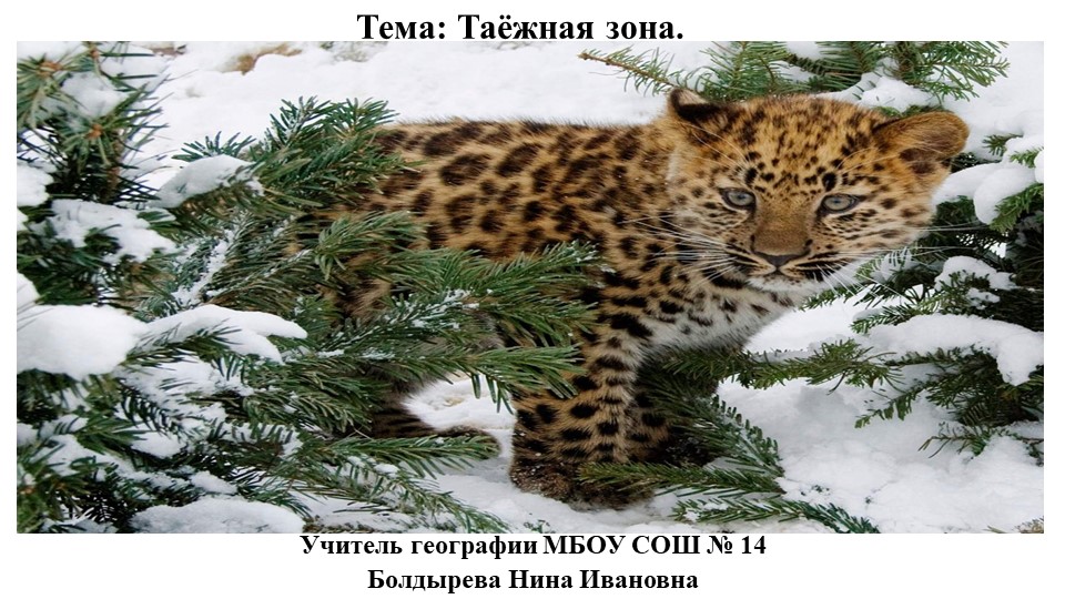 Презентация к уроку по географии на тему "Природные зоны. Тайга" (8 кл) - Учебники, Презентации и Подготовка к Экзаменам для Школьников на Klass-Uchebnik.com